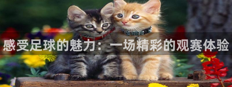  感受足球的魅力：一场精彩的观赛体验
