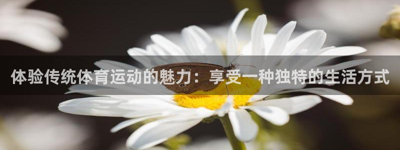 678体育app：体验传统体育运动的魅力：享受一种独特的生活方式