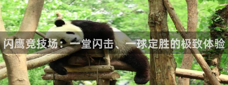 678体育官网：闪鹰竞技场：一堂闪击、一球定胜的极致体验